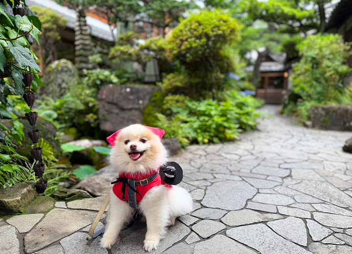 愛犬がかわいい忍者犬に変身