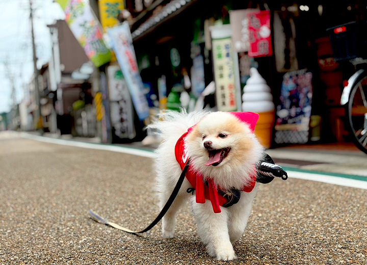 忍者犬のまま城下町散策へ