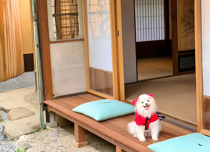 愛犬が忍者犬に変身